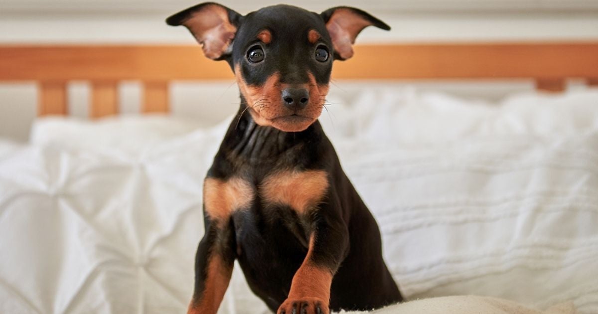  Pinscher 0 é o menor e o mais fofinho cão da raça
