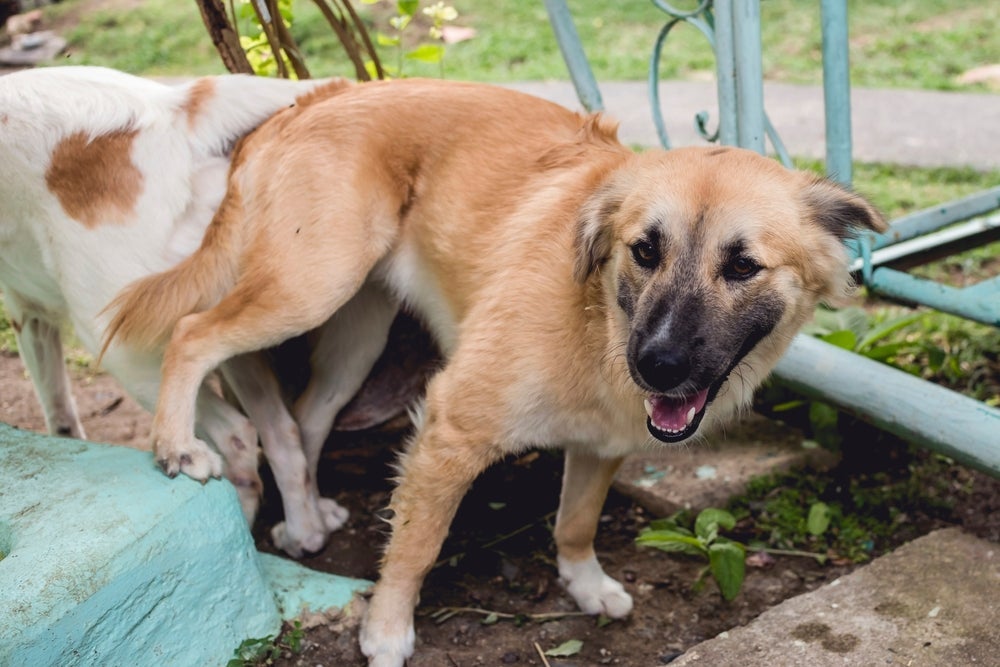 Descubra porque os cachorros ficam grudados depois do cruzamento 