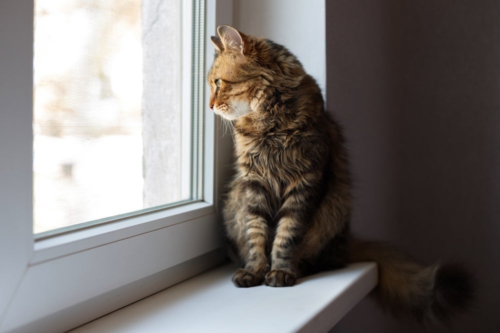 Descubra quanto tempo um gato pode ficar sozinho durante as festas de final de ano