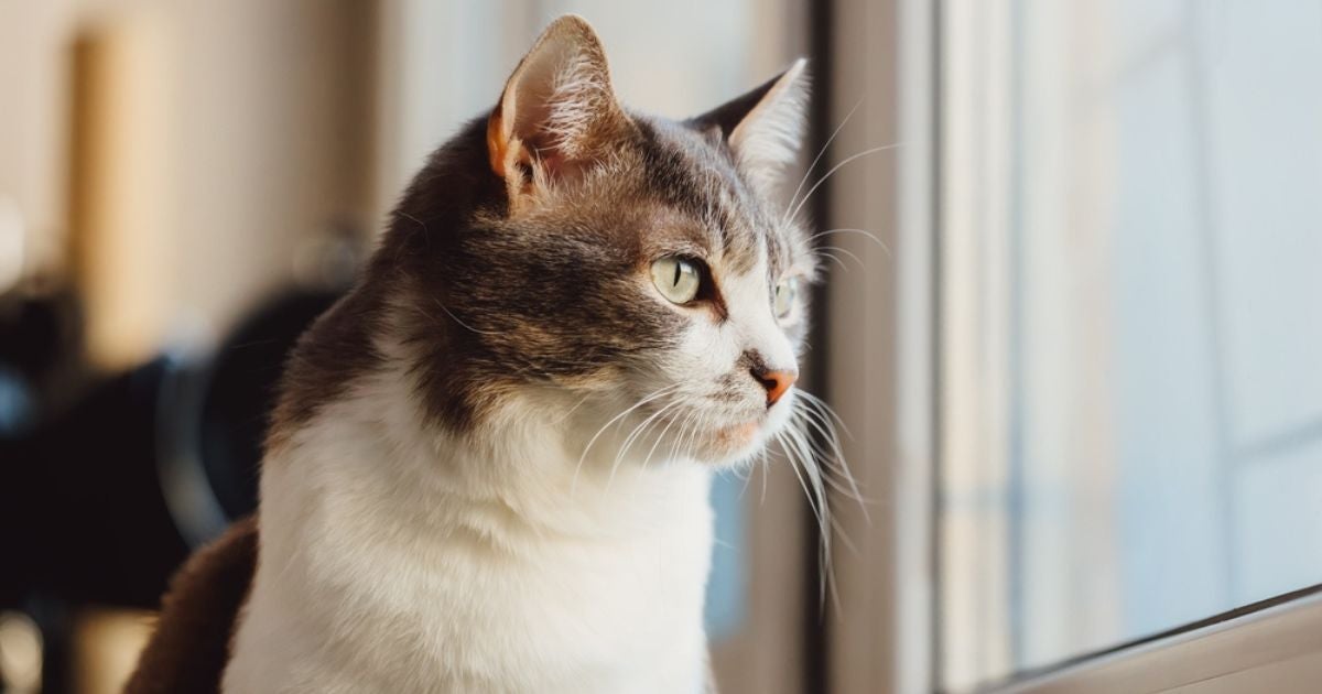 O quanto tempo um gato pode ficar sozinho é até dois dias