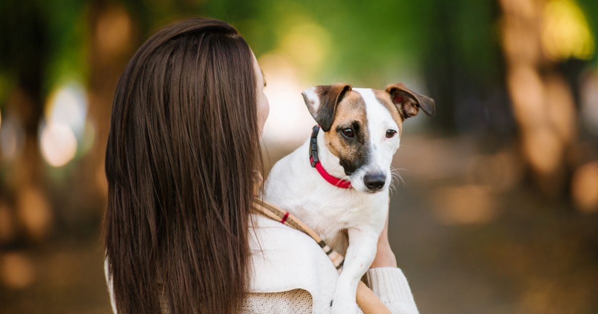 Doar cachorro não é uma tarefa fácil, por isso é muito importante saber como fazer isso