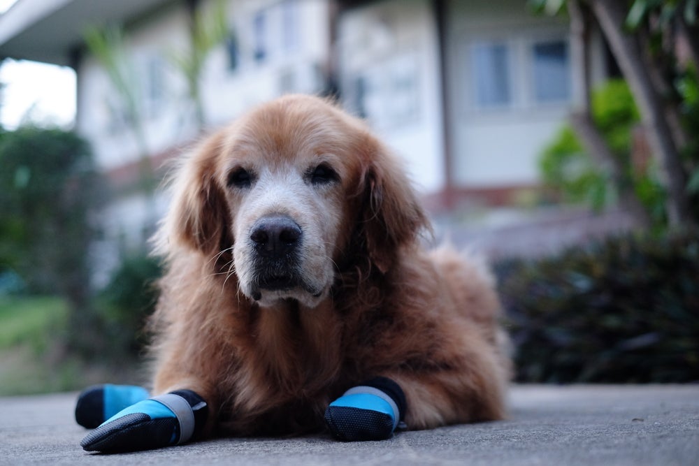 O sapato para cachorro pode ajudar o animal paraplégico? Descubra!