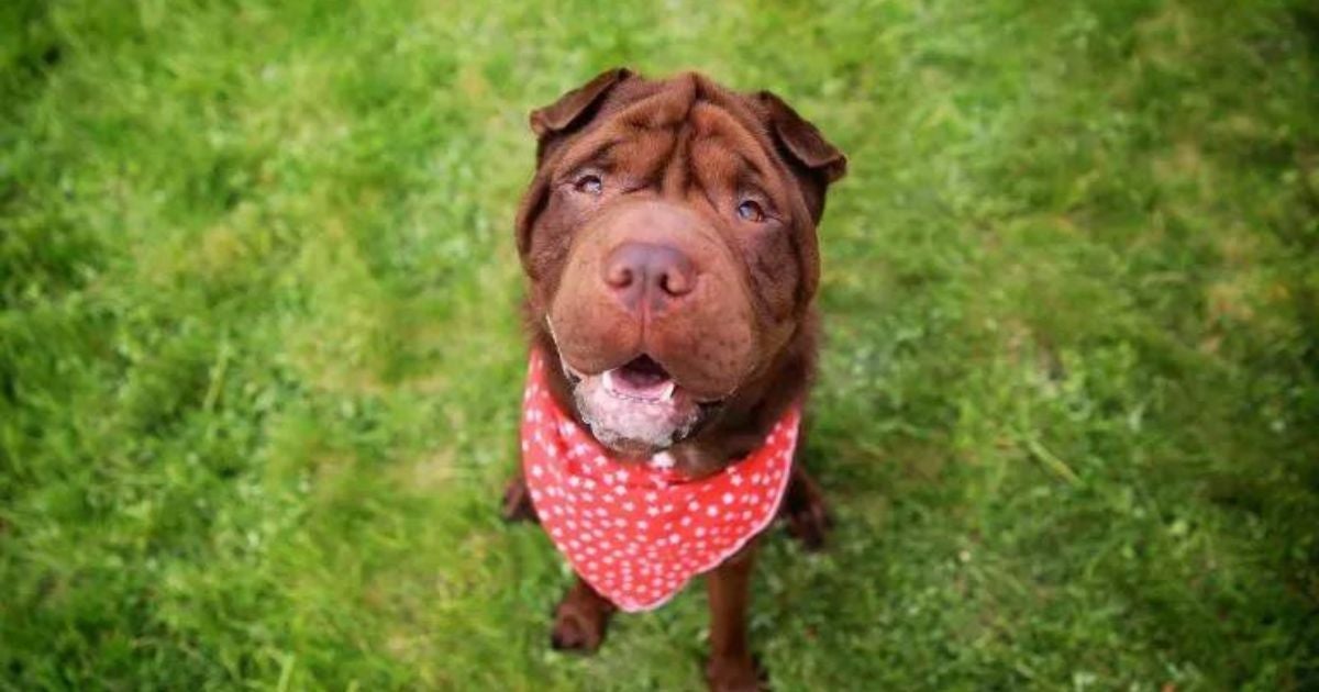  Saiba mais sobre o Shar Pei, essa raça de cachorro cheia de dobrinhas pelo corpo! 