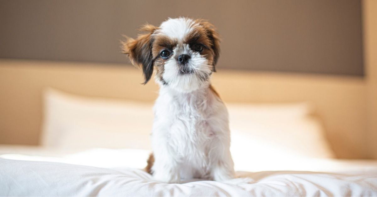 O Shih Tzu filhote é uma companhia incrível, mas que exige alguns cuidados