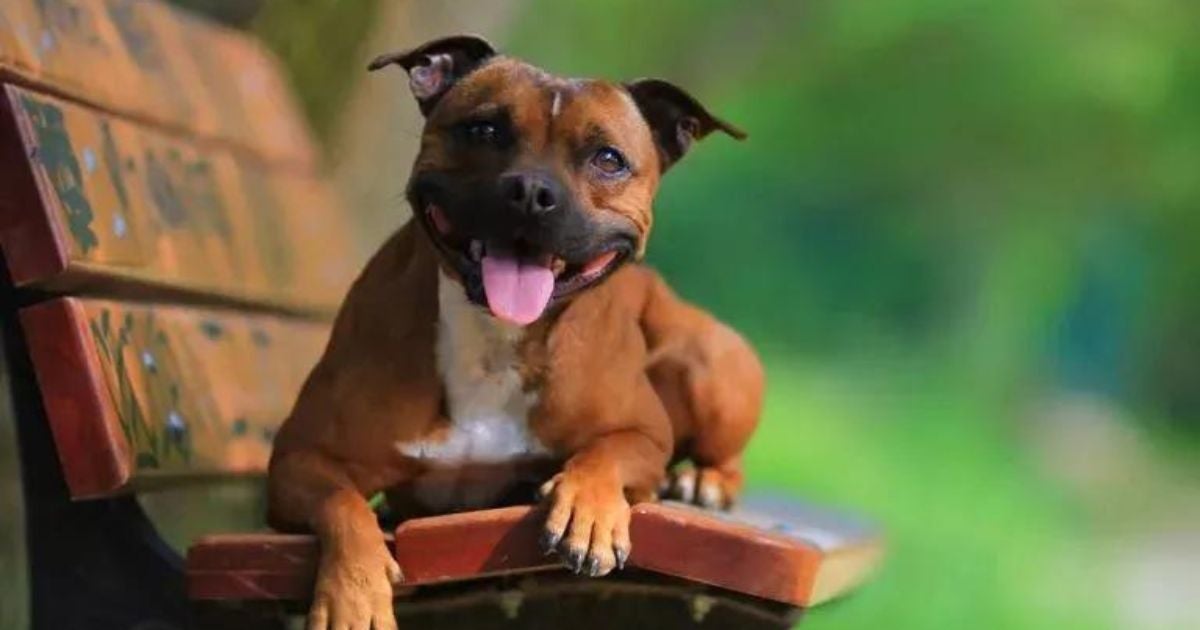 O Staffordshire Bull Terrier é uma variação de Pit Bull com temperamento muito tranquilo