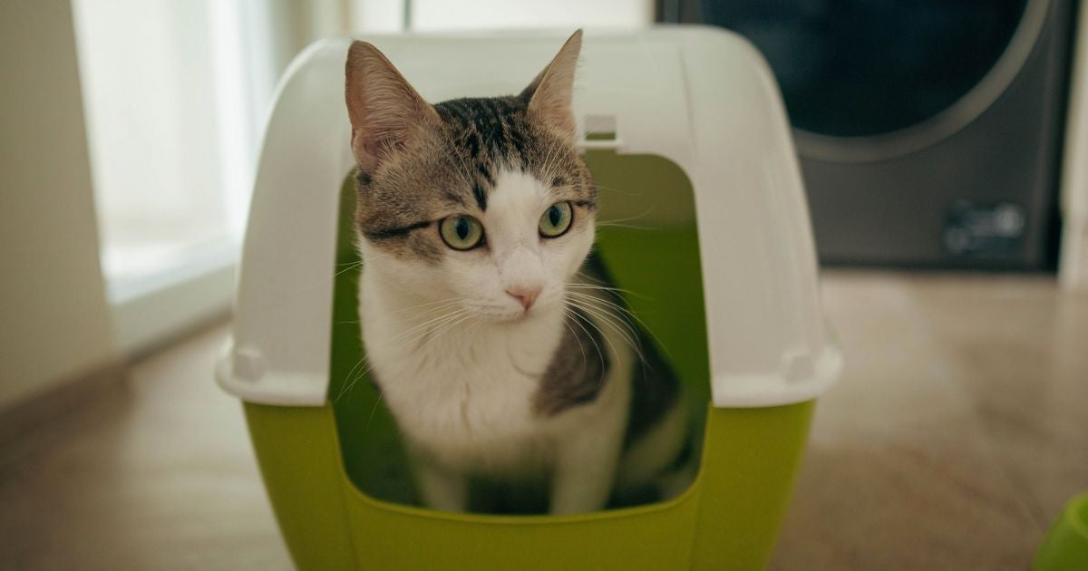 Toxoplasmose, ou doença do gato, é uma doença que não é transmitida pelo contato direto com felinos