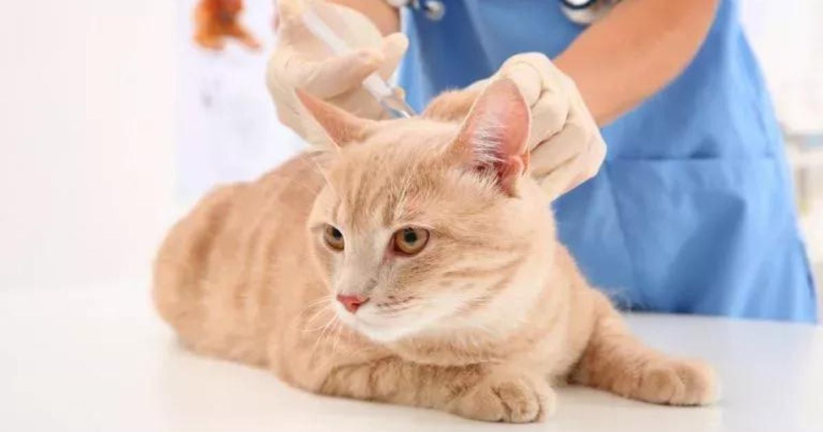 As vacinas para gatos cumprem um papel importante na proteção dos felinos