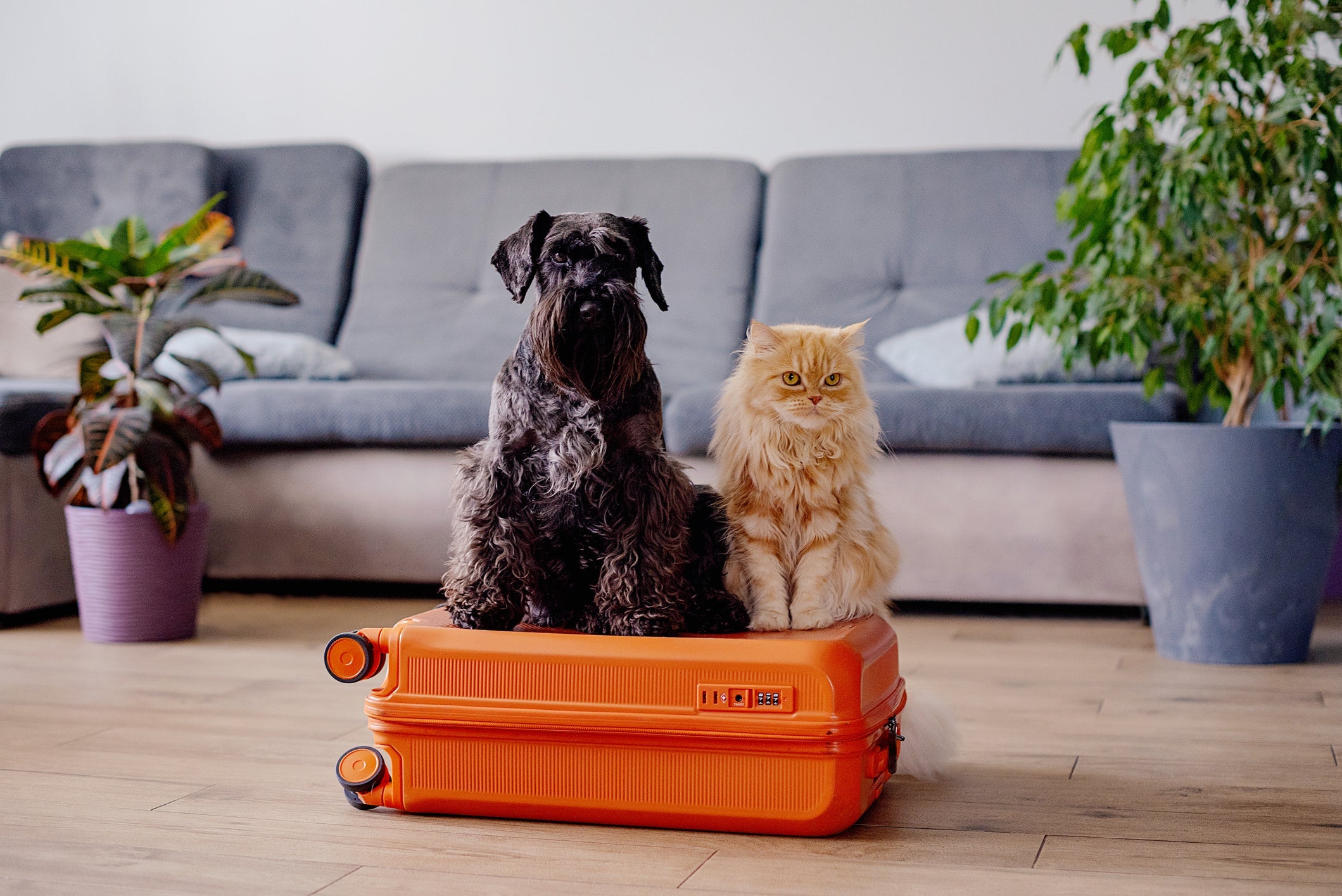 Novas regras para viajar com cachorro e gato de avião: veja o que muda na nova resolução da Anac que já entrou em vigor!