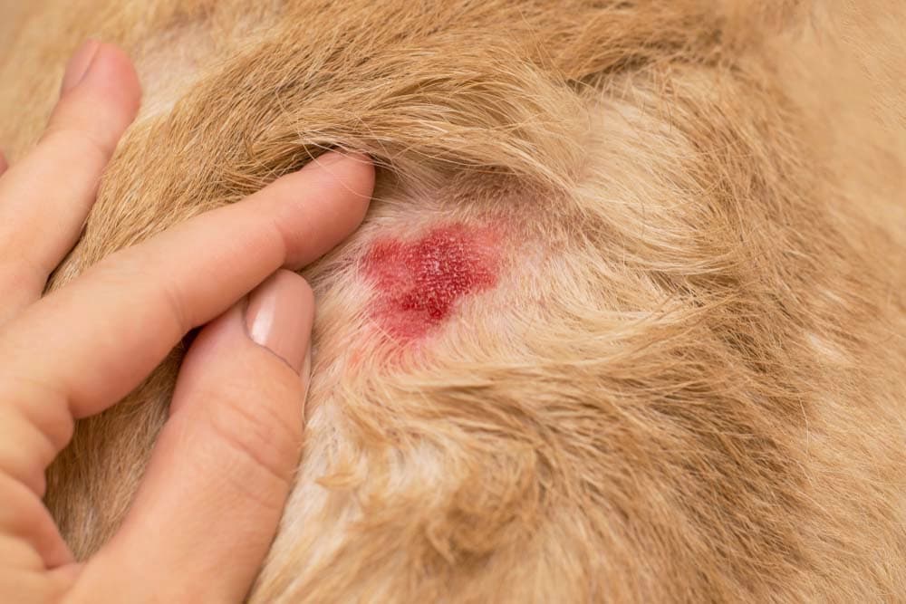 Feridas em cachorro: veja as mais comuns
