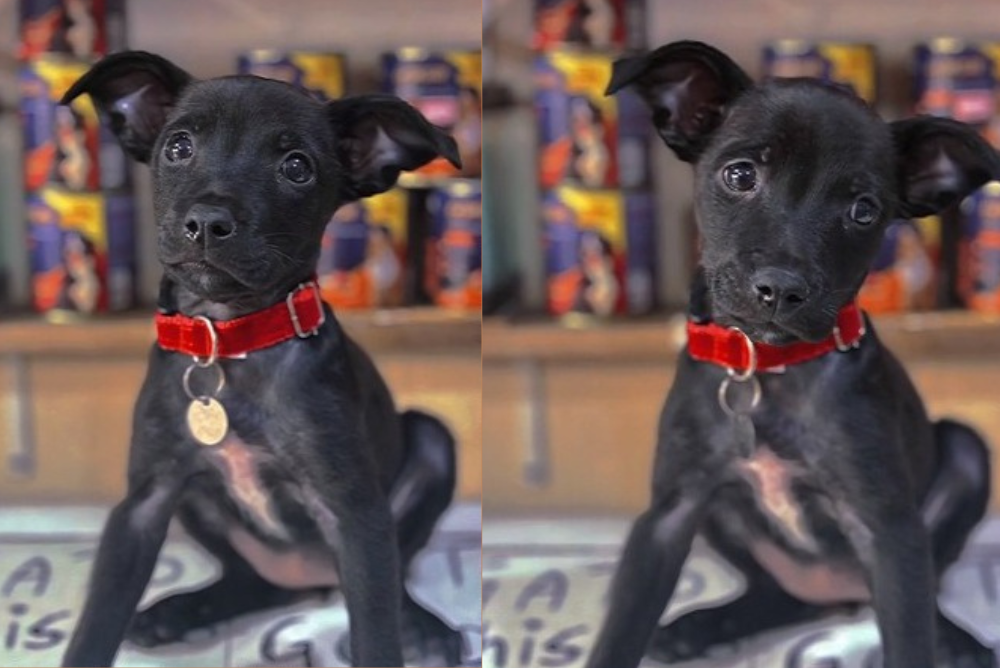 Adotar cachorro: Pretinha ganhou um novo lar na noite de Natal
