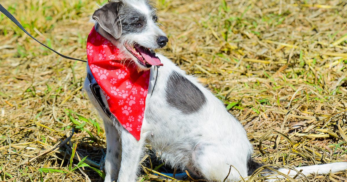 Cães e gatos abandonados, como a Safira, também merecem presentes de fim de ano! (Créditos: AAANO)