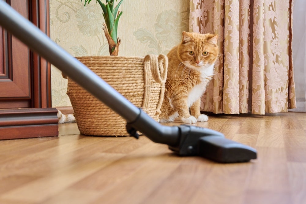 Infográfico: 8 barulhos que gato não gosta e o que evitar para não assustar seu pet