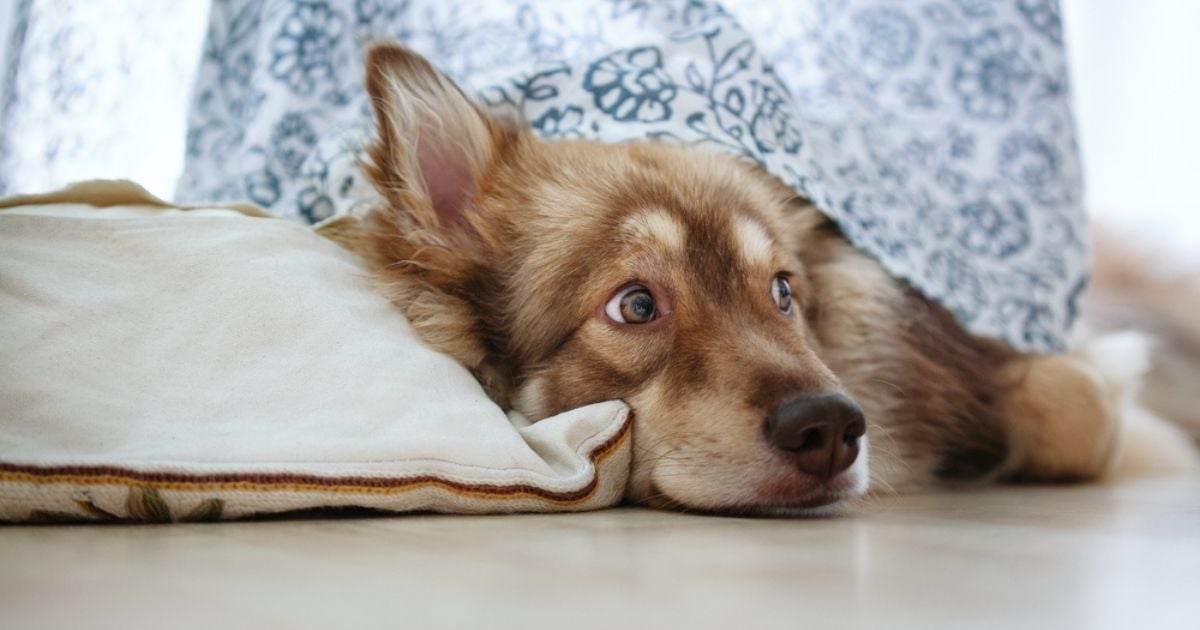 As coisas que mais deixam o cachorro com medo: veja o infográfico e descubra!
