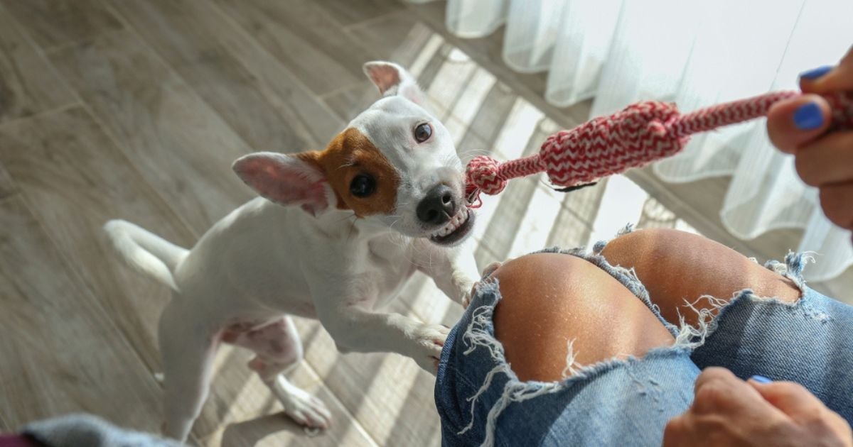 Um cachorro feliz é um cachorro que brinca — e o cabo de guerra é ótimo para isso