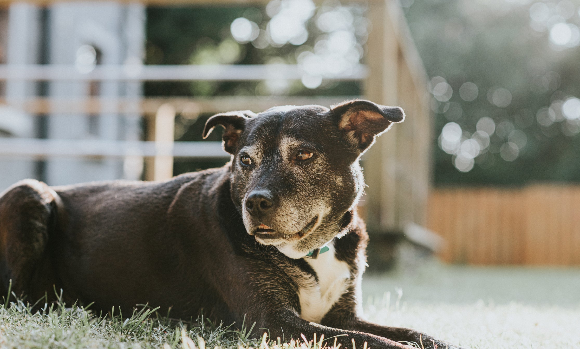 O cachorro idoso precisa de cuidados especiais para manter uma boa qualidade de vida 