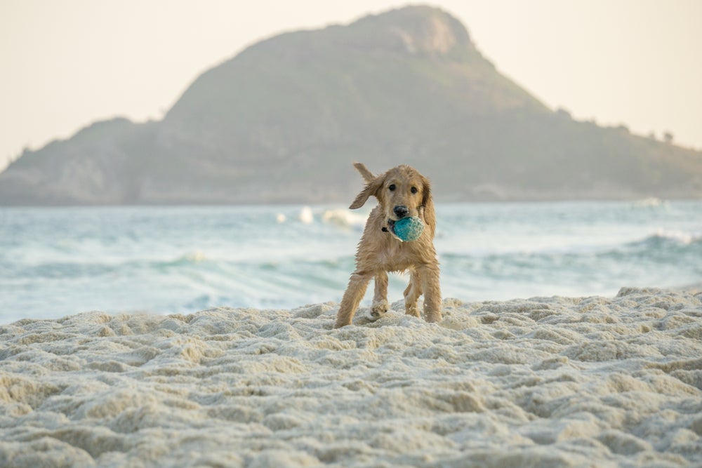 Cachorro na praia é permitido na cidade do Rio de Janeiro