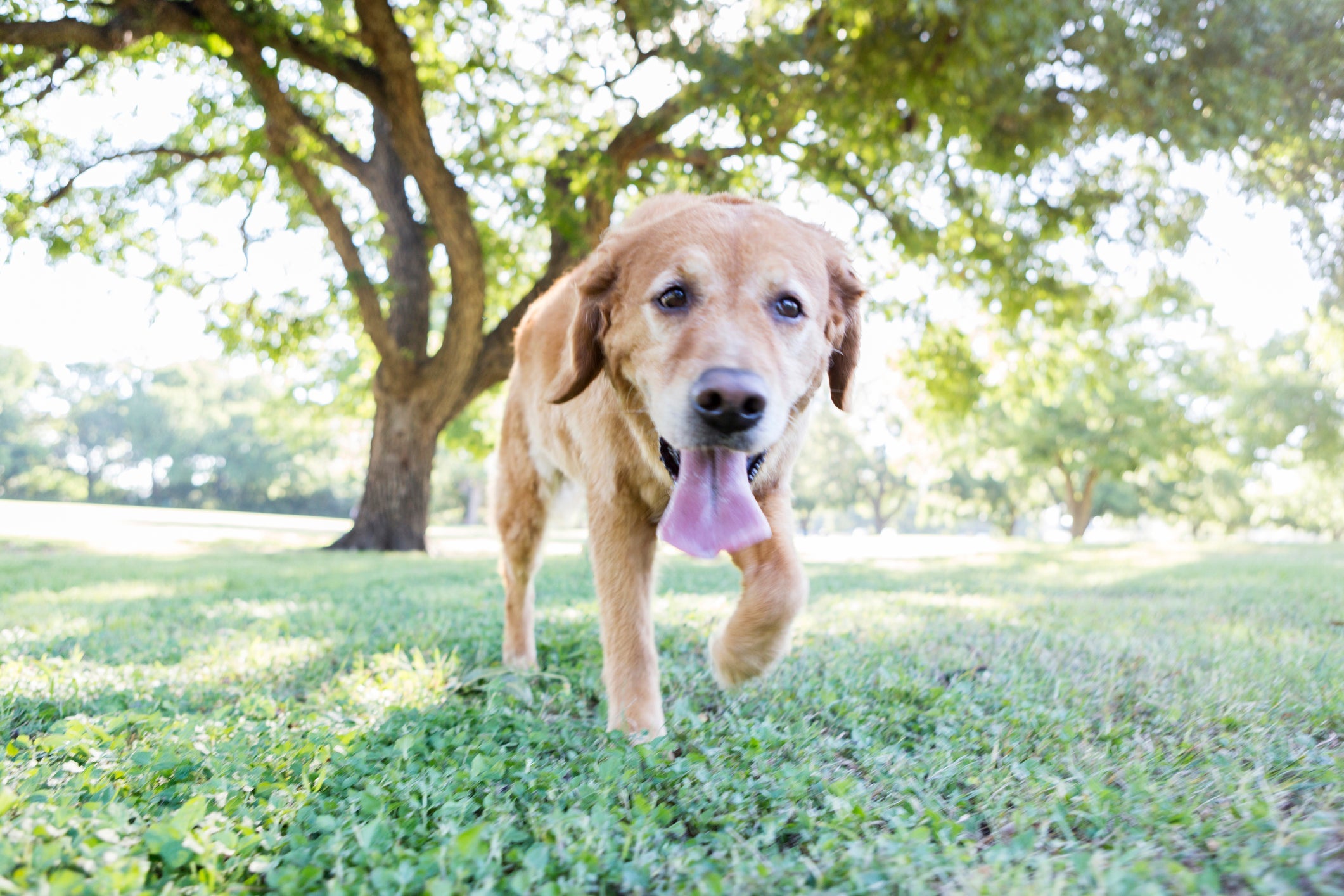 O cachorro ofegante pode significar um sinal de alerta ou não 