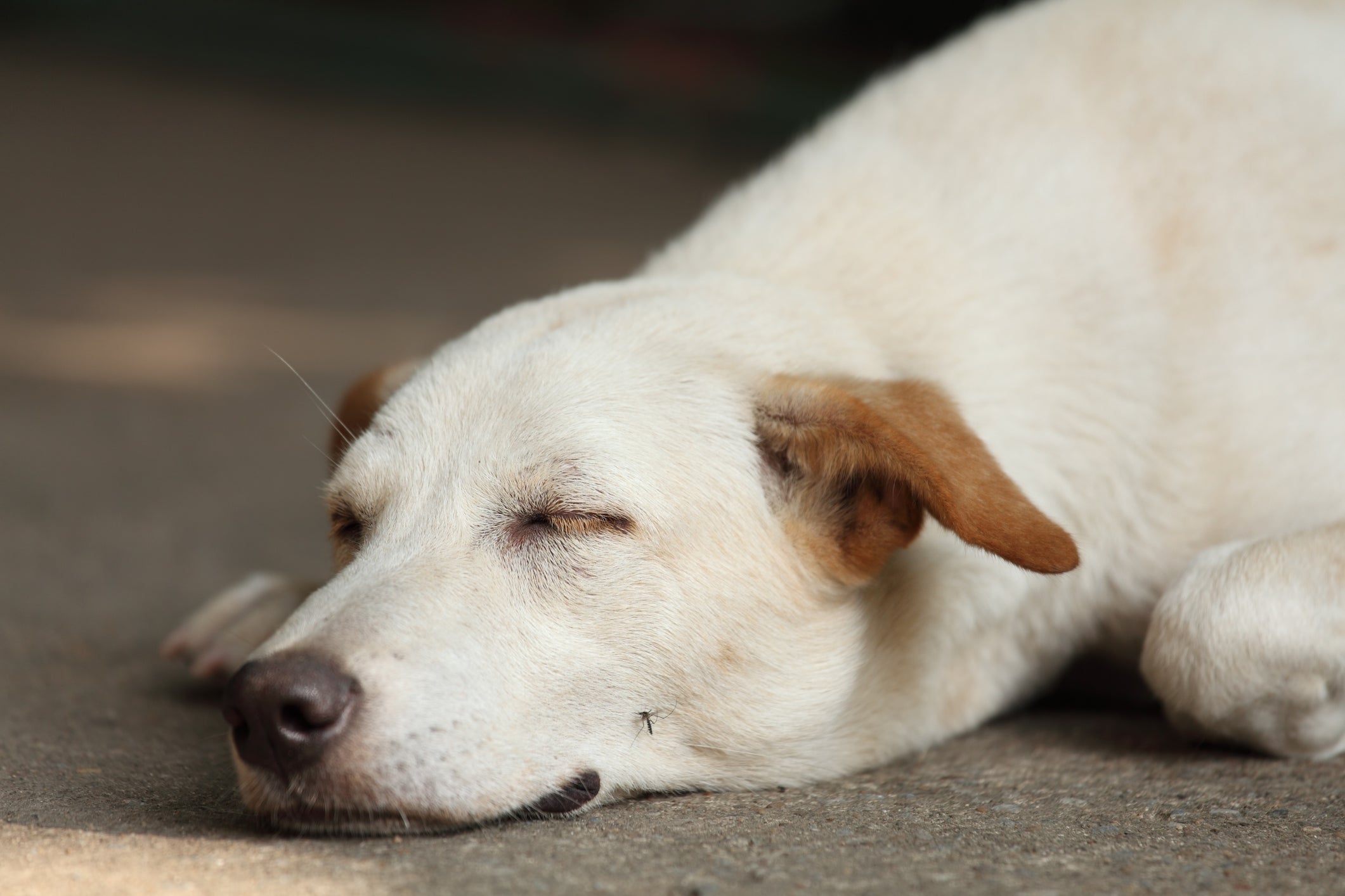 Será que o cachorro pega dengue se for picado pelo mosquito Aedes aegypti?