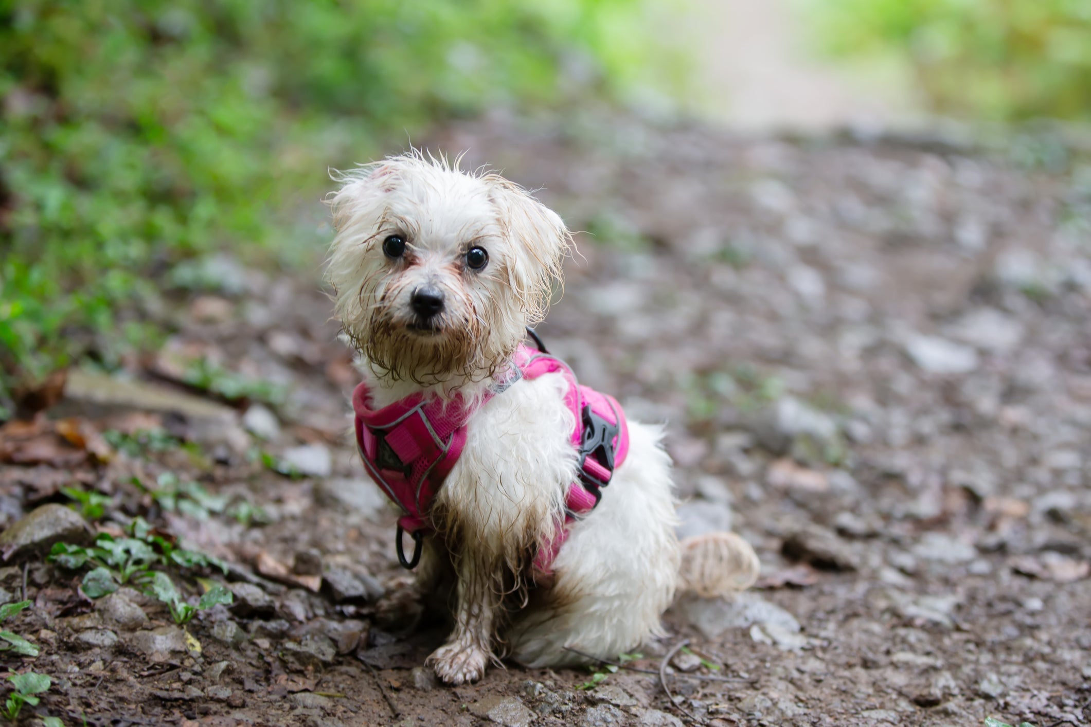 Saiba o que fazer ao encontrar um cachorro perdido na rua