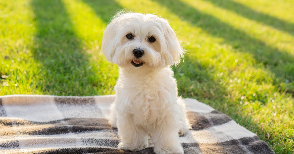 Na lista de cachorros que não solta pelo em excesso está o Maltês, mas várias outras raças têm essa característica