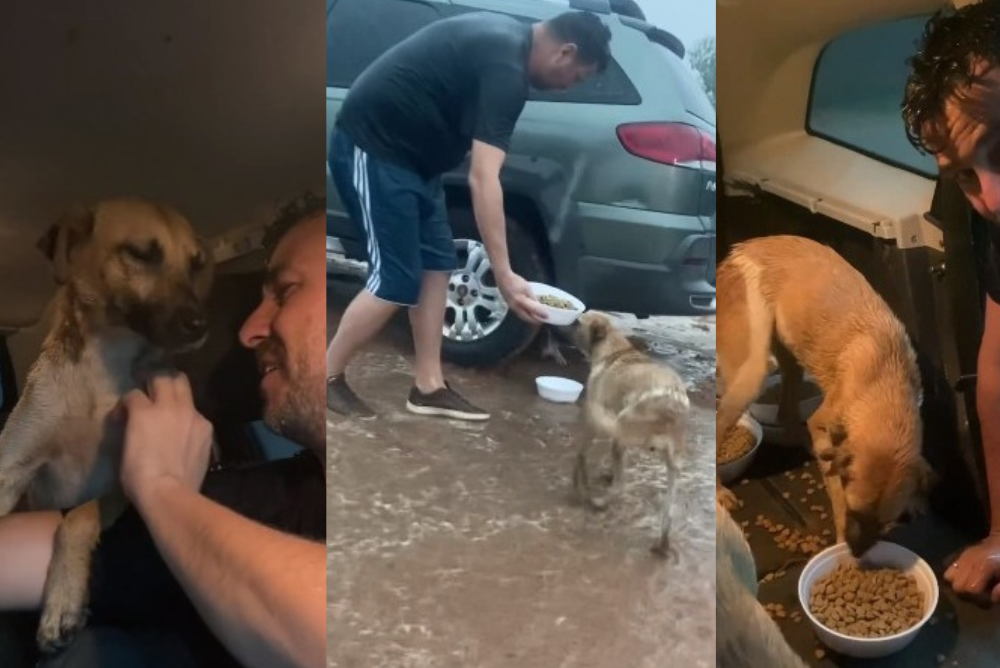 Cachorros de rua são alimentados dentro de carro durante temporal (Créditos: Instagram/ @protetordotitok) 