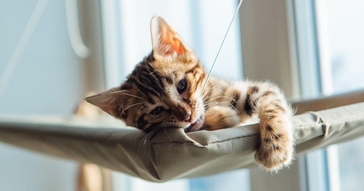Um dos acessórios para gatos que é muito indicado é a cama suspensa para gatos
