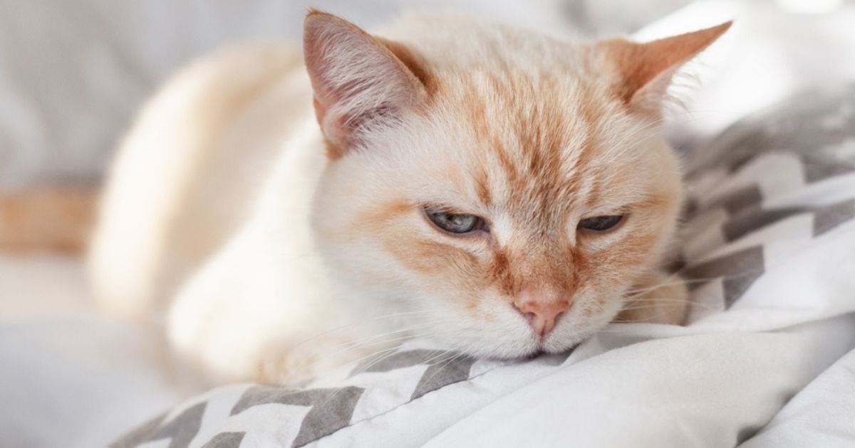 Algumas doenças de gato, como a FIV, FeLV e esporotricose, são consideradas bem perigosas