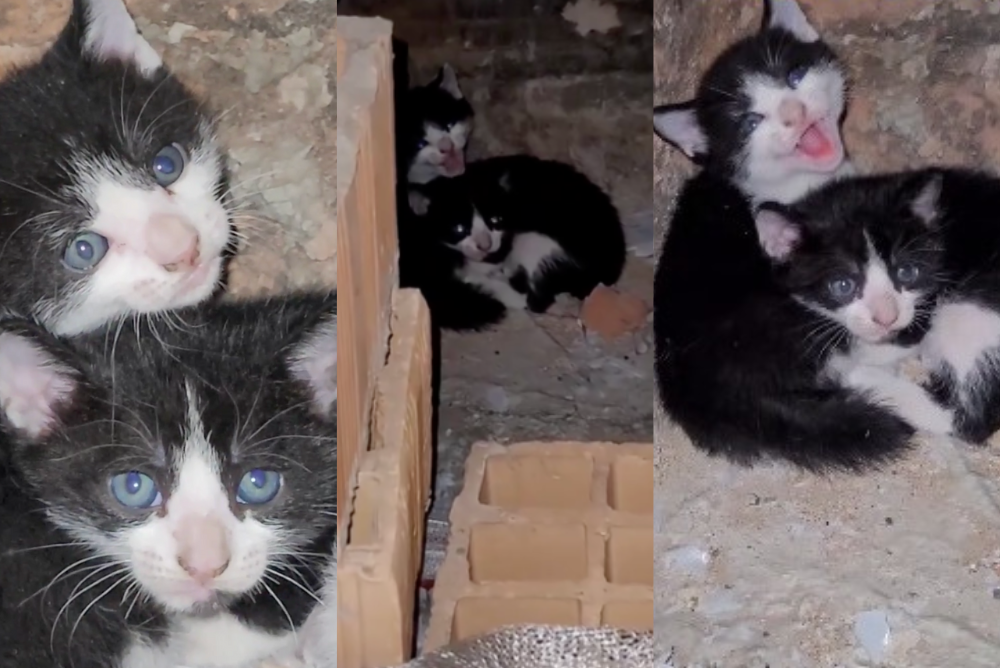 Filhotes de gatos são confundidos com gambás e viralizam na web (Créditos: Instagram / @biologo.christian) 