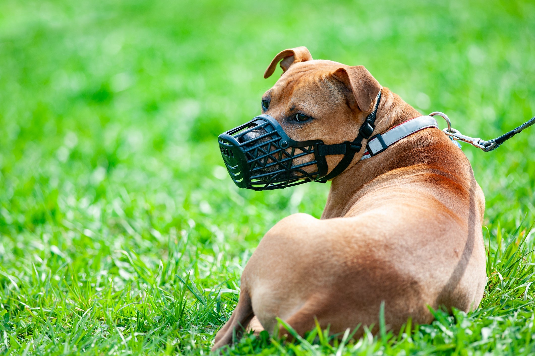 A focinheira para cachorro é um acessório diferente da mordaça