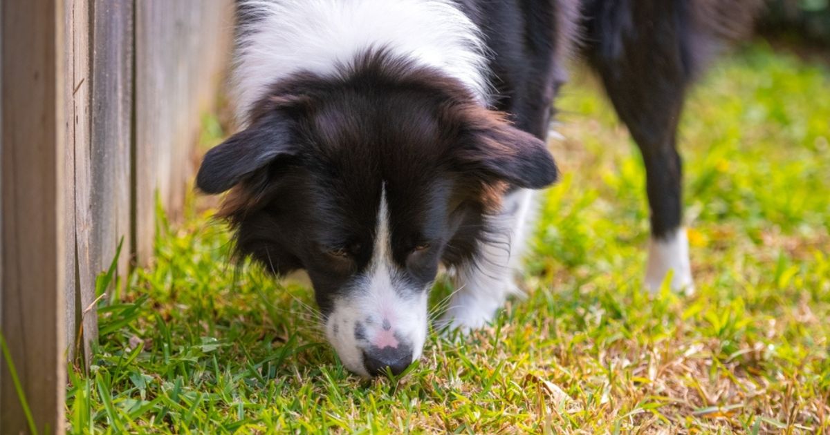 O forrageamento dos cachorros tem a ver com a caça de alimentos