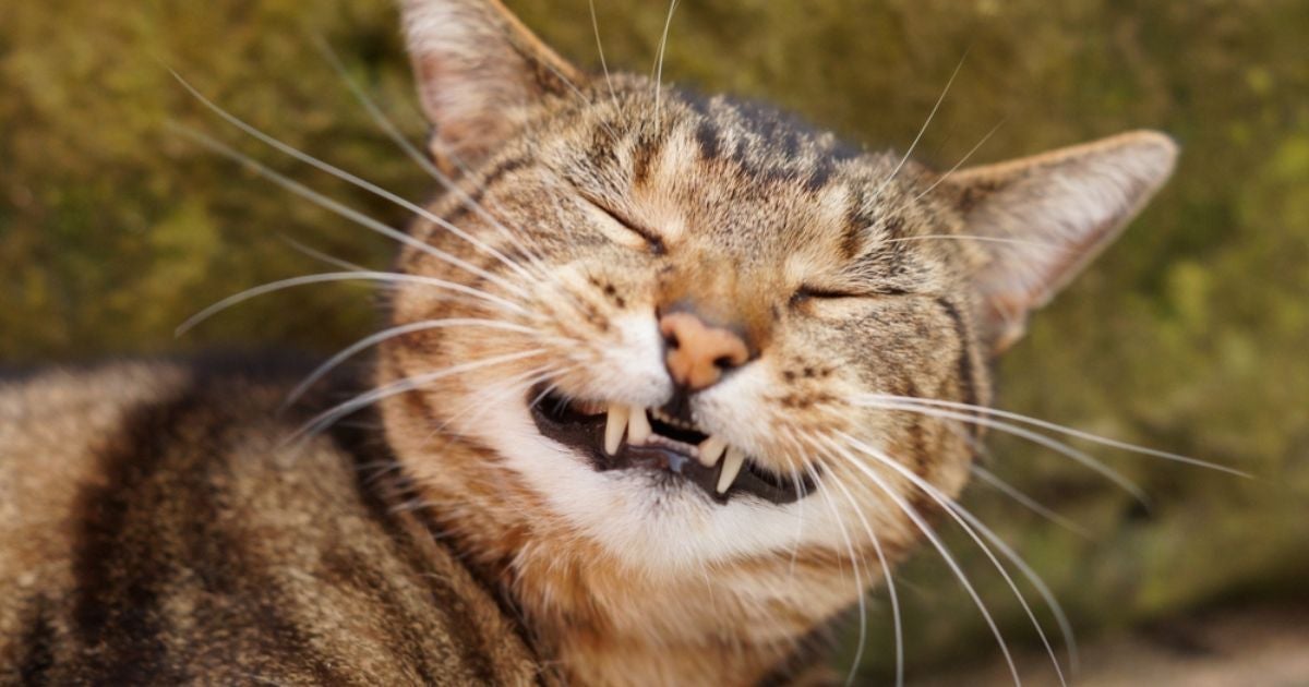 Um gato com mau hálito pode acontecer por vários motivos, mas também pode ser tratado