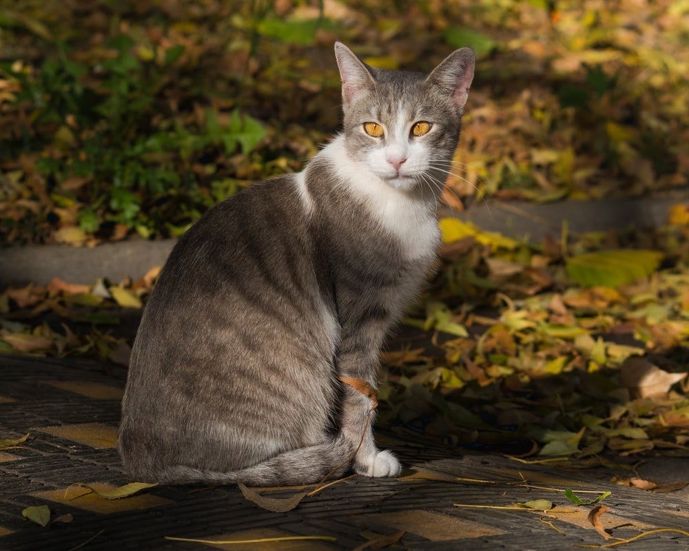O gato comum europeu tem o corpo robusto, atlético e é adorável 