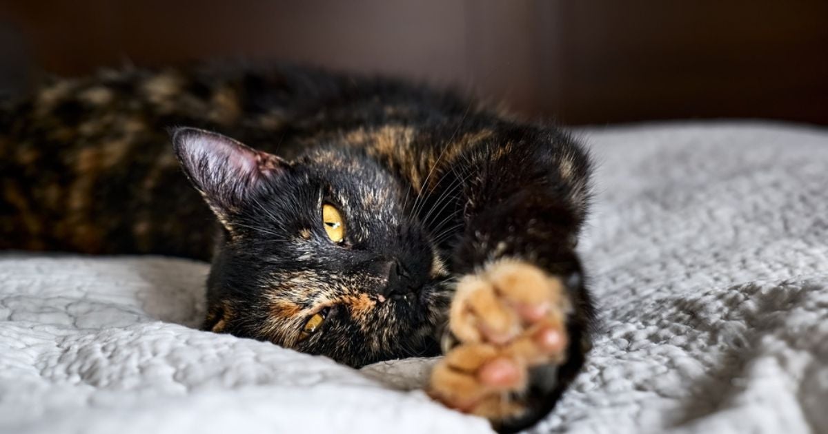 O gato escaminha é uma cor que pode ser encontrada em várias raças