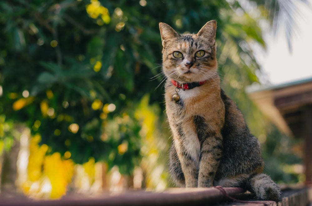 Viu um gatinho de coleira andando pelas ruas? Provavelmente é um gato perdido que precisa de ajuda