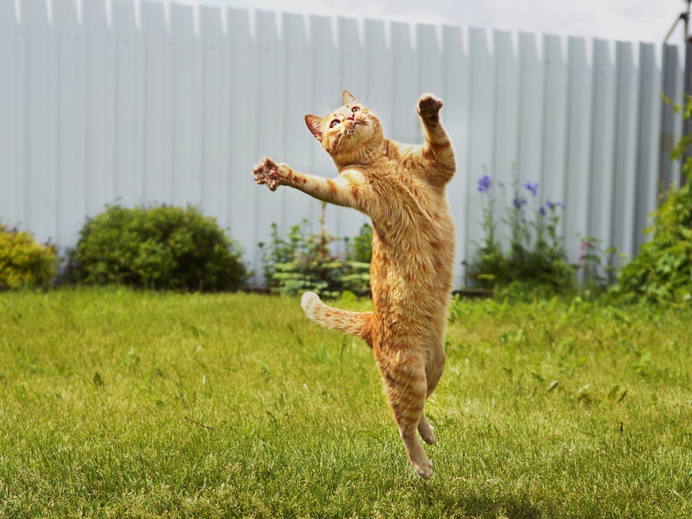O gato sempre cai em pé ou essa crença é um mito? 
