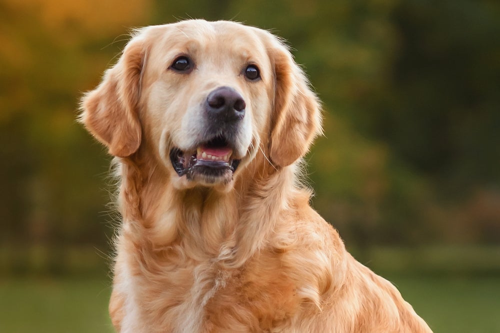 O Golden Retriever são encantadores com seus pelos brilhantes e dourados