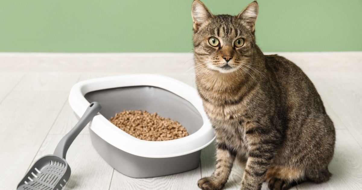 O granulado de madeira para gatos pode prejudicar a saúde e bem-estar dos pets