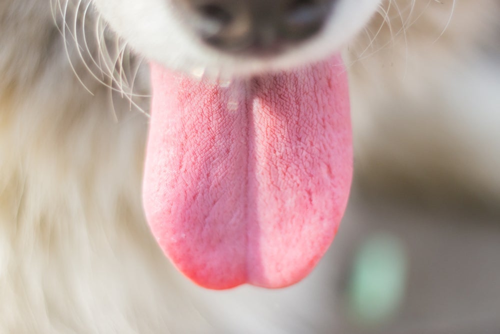 A língua de cachorro desempenha funções importantes na vida do pet