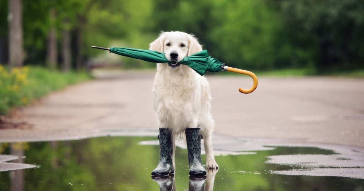 Ao passear com cachorro na chuva, é bom tomar precauções e medidas de segurança