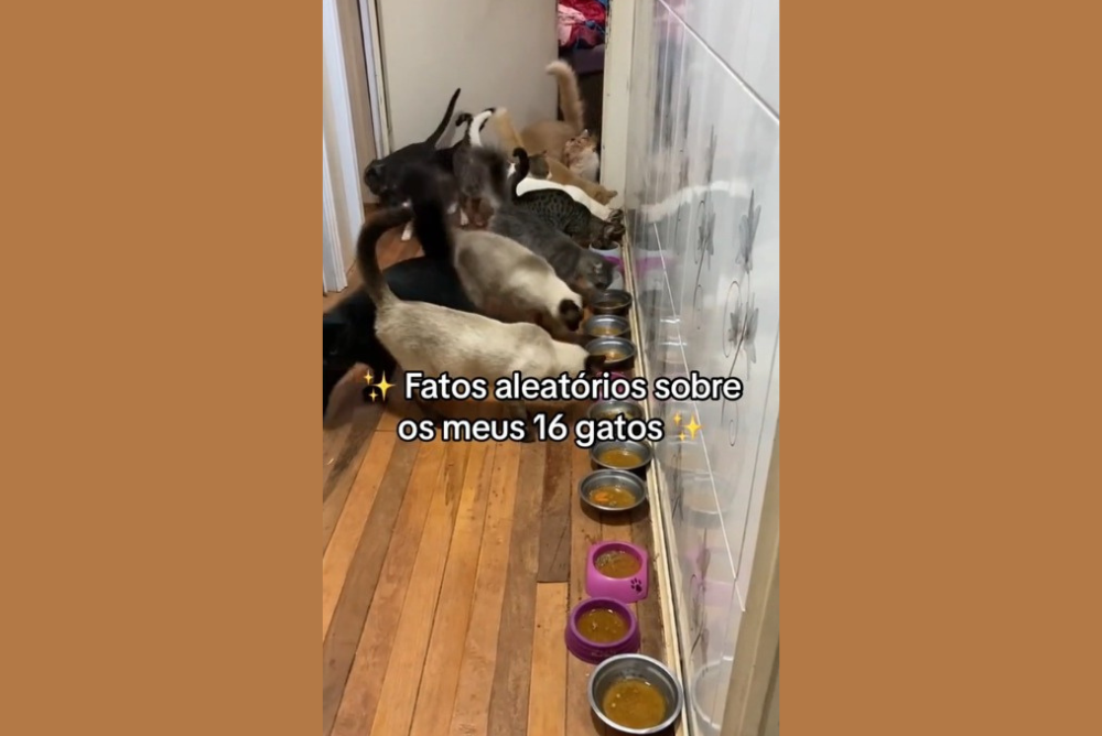 Tutora de 16 gatos compartilha as aleatoriedades de cada pet (Créditos: Tiktok/ @14bigodes)
