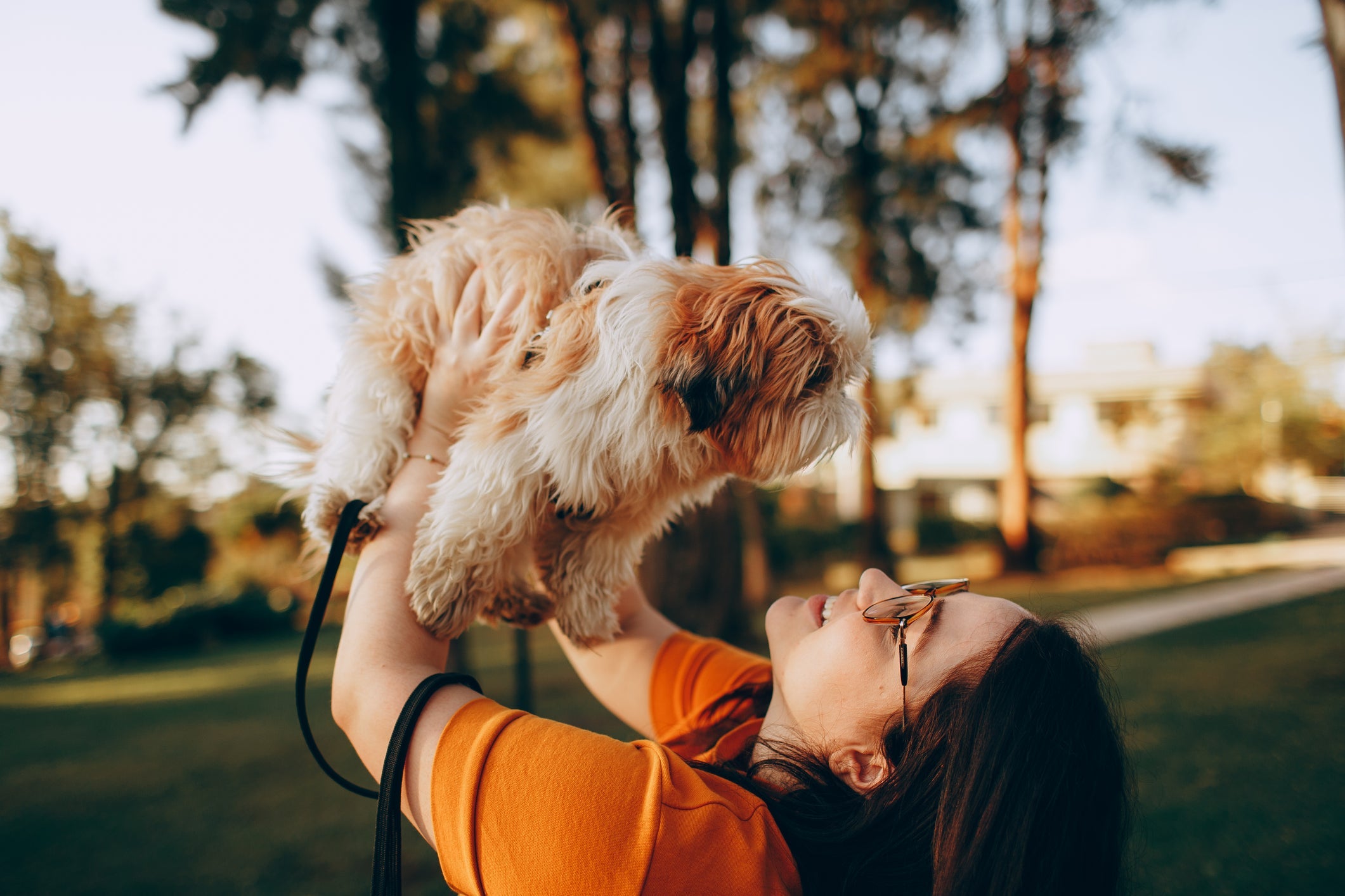 O Shih Tzu é ciumento em algumas situações que envolvem seu humano favorito