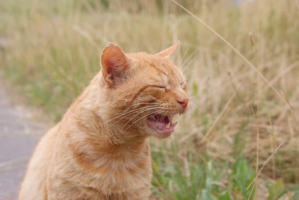 Sons de gato: conheça 7 barulhos que os gatos fazem e o que significam (com infográfico)