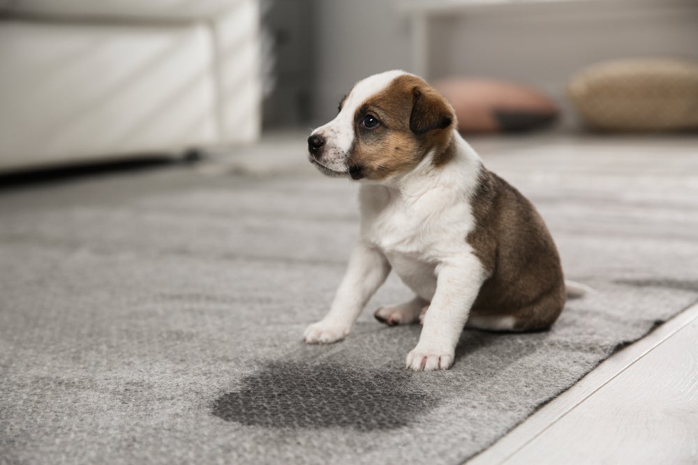 Xixi de cachorro: veja algumas dicas de como ensinar o cachorro a urinar no lugar certo 