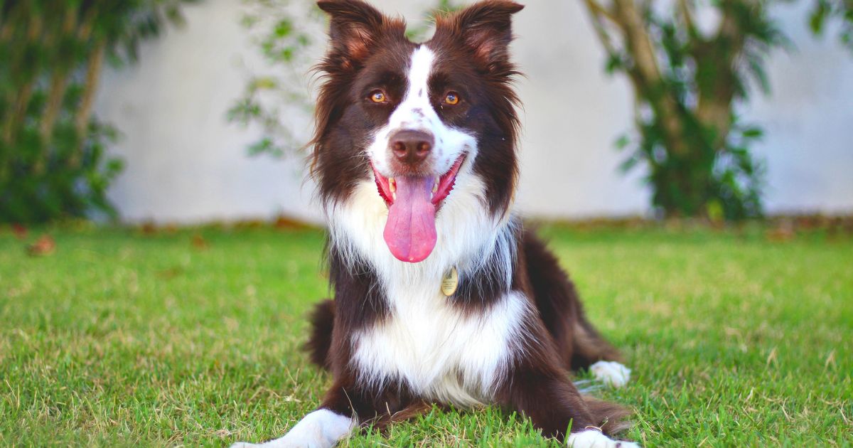 O Border Collie é o cachorro mais inteligente do mundo e tem várias curiosidades interessantes