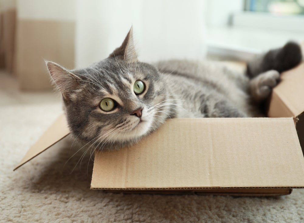 Caixa de papelão para gatos pode render um brinquedo bem divertido