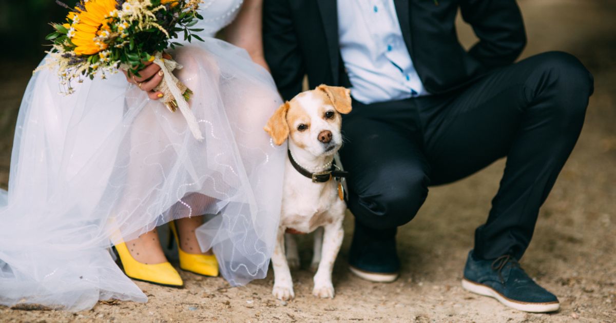 Cachorro em casamento: veja infográfico com 10 dicas de como incluir seu pet na cerimônia