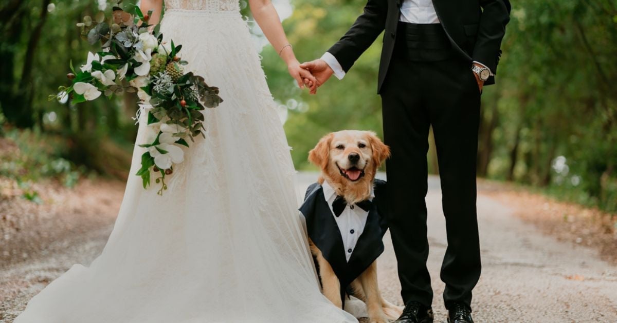 Para ter um cachorro levando aliança no seu casamento, o treinamento pode durar cerca de 6 meses