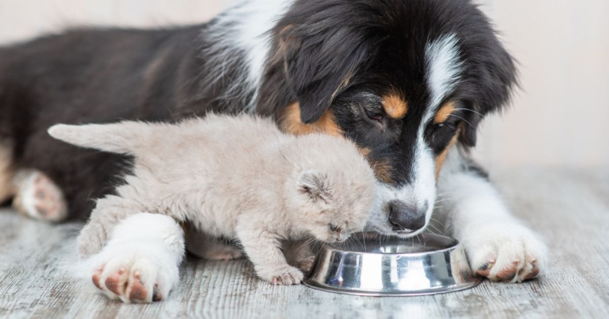 Gato e cachorro tem dengue? Entenda se a doença afeta os pets e como o pote de água deve ser cuidado