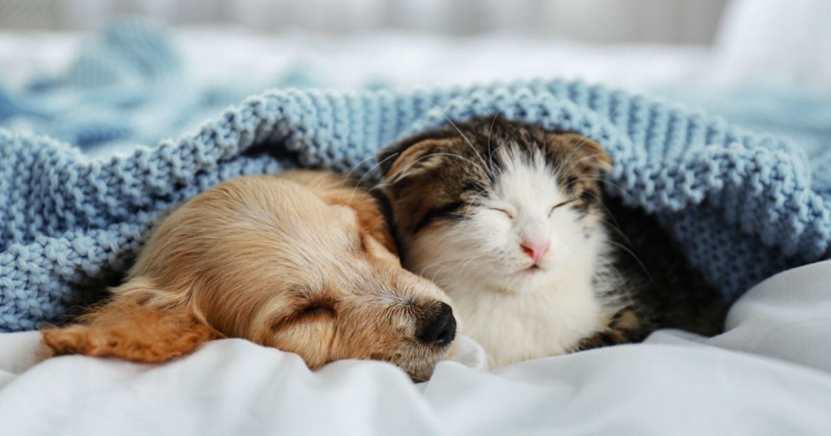Gato e cachorro sonha, e podem até ter pesadelos! Descubra o que aparece no sonho desses animais