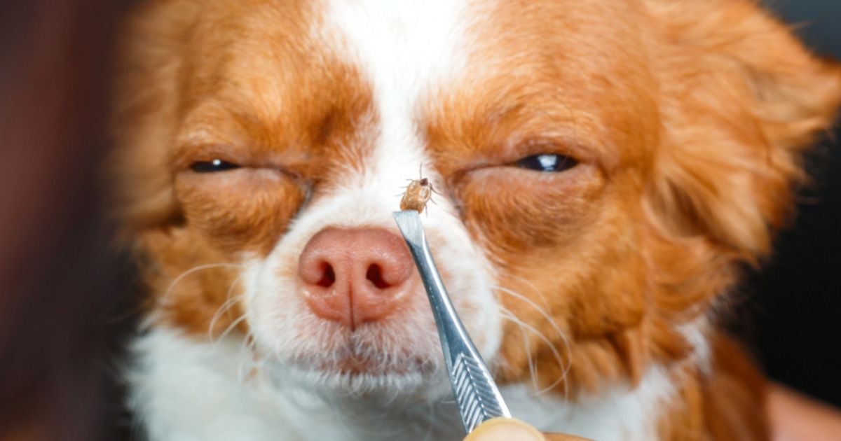 Aprender como tirar carrapato de cachorro e do ambiente é um cuidado fundamental